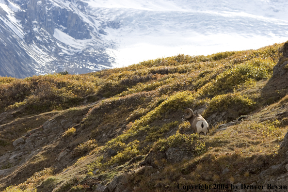Rocky Mountain bighorn sheep (ram).