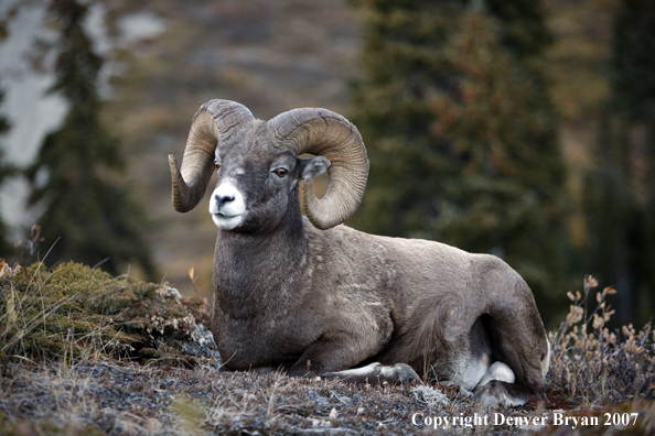 Rocky Mountain Bighorn Sheep