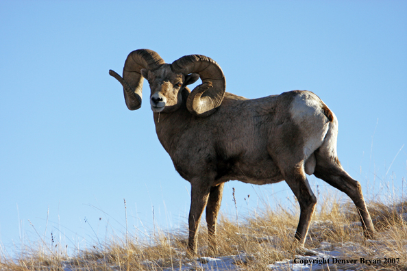 Rocky Mountain Big Horn Sheep