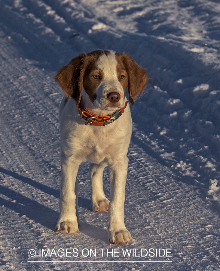 Brittany Spaniel puppy in snow.