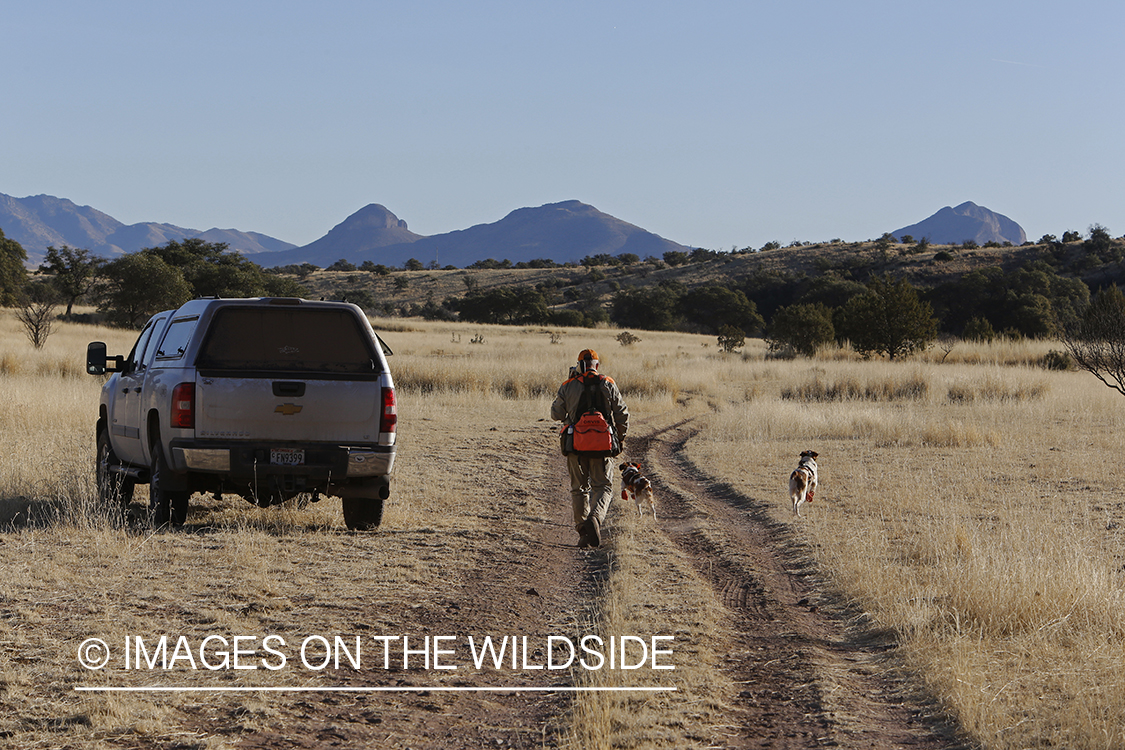 Mearns quail hunting with Brittany Spaniels.