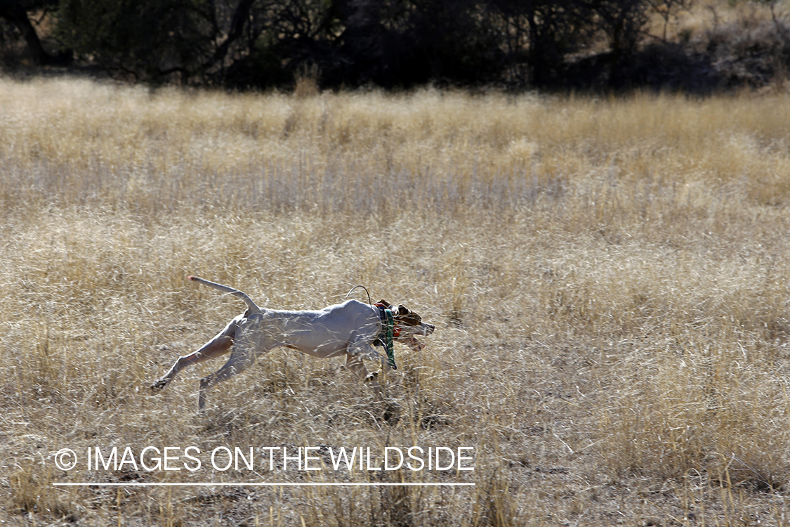 Dog in field during upland game bird hunt.