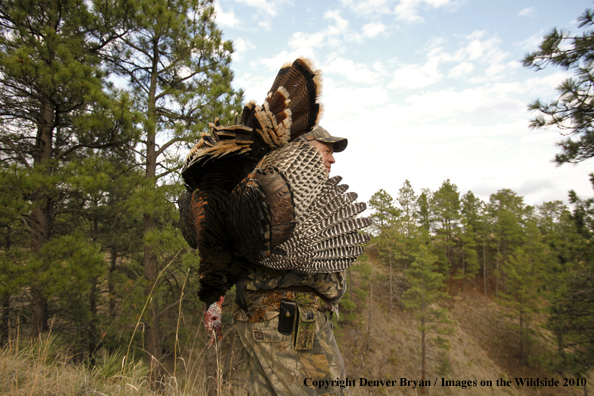 Hunter with bagged (Merriam's) turkey thrown over shoulder