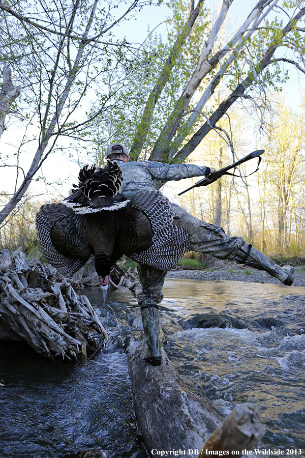 Turkey hunter in field with bagged turkey.