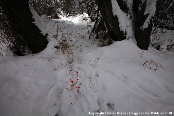 Deer/Elk blood trail in snow. 
