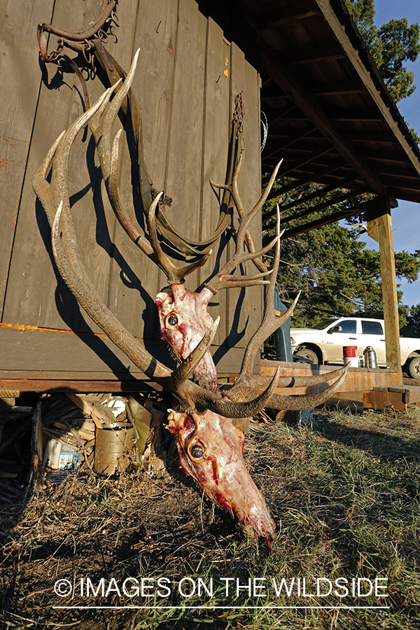 Recently bagged bull elk at camp.