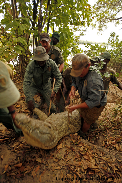 Hunters and guides carrying bagged African crocodile