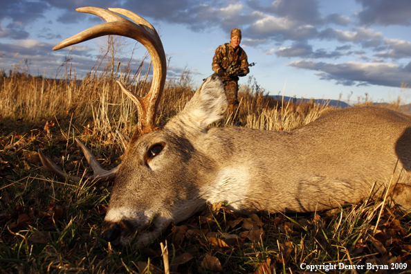 Bowhunter approaching whitetail buck kill.