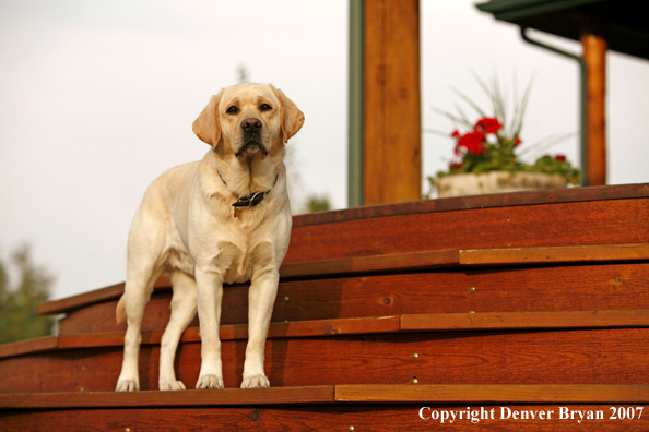 Yellow Labrador Retriever