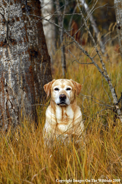 Yellow Labrador Retriever