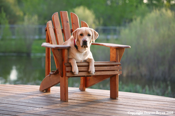 Yellow Labrador Retriever in chair