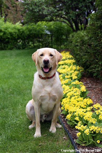 Yellow Labrador Retriever by flowers