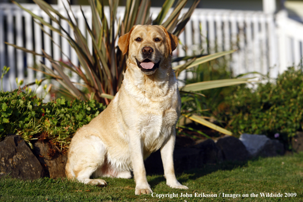 Yellow Labrador Retriever in yard