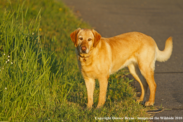 Yellow Labrador Retriever