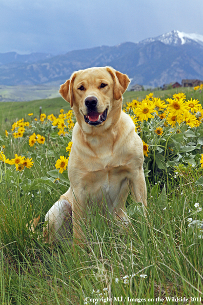 Yellow Labrador Retriever.