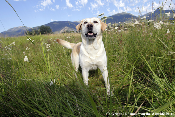 Yellow Labrador Retriever.