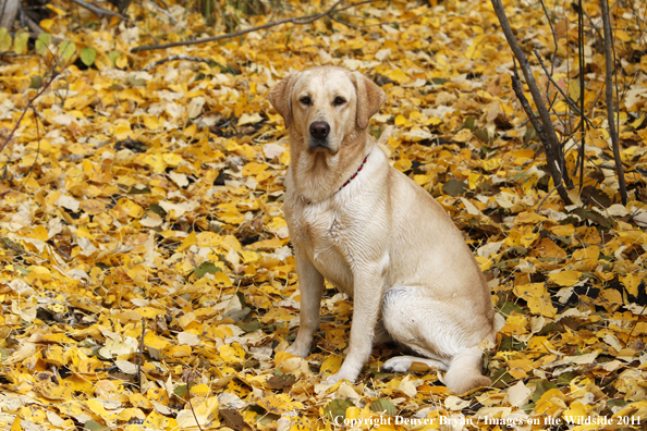 Yellow Labrador Retriever.