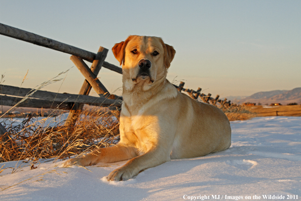 Yellow Labrador Retriever in snow.