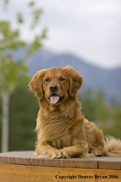 Golden Retriever.