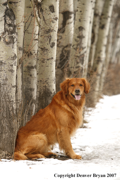 Golden Retriever in the snow.