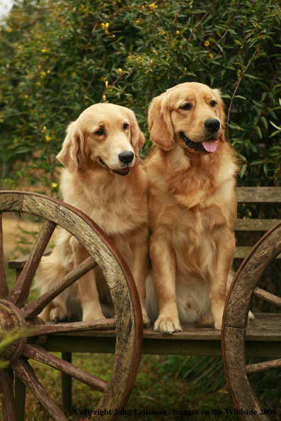 Golden Retrievers