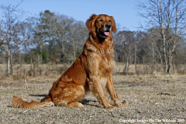 Golden Retriever