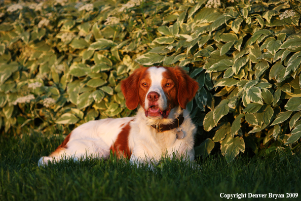 Brittany Spaniel in yard