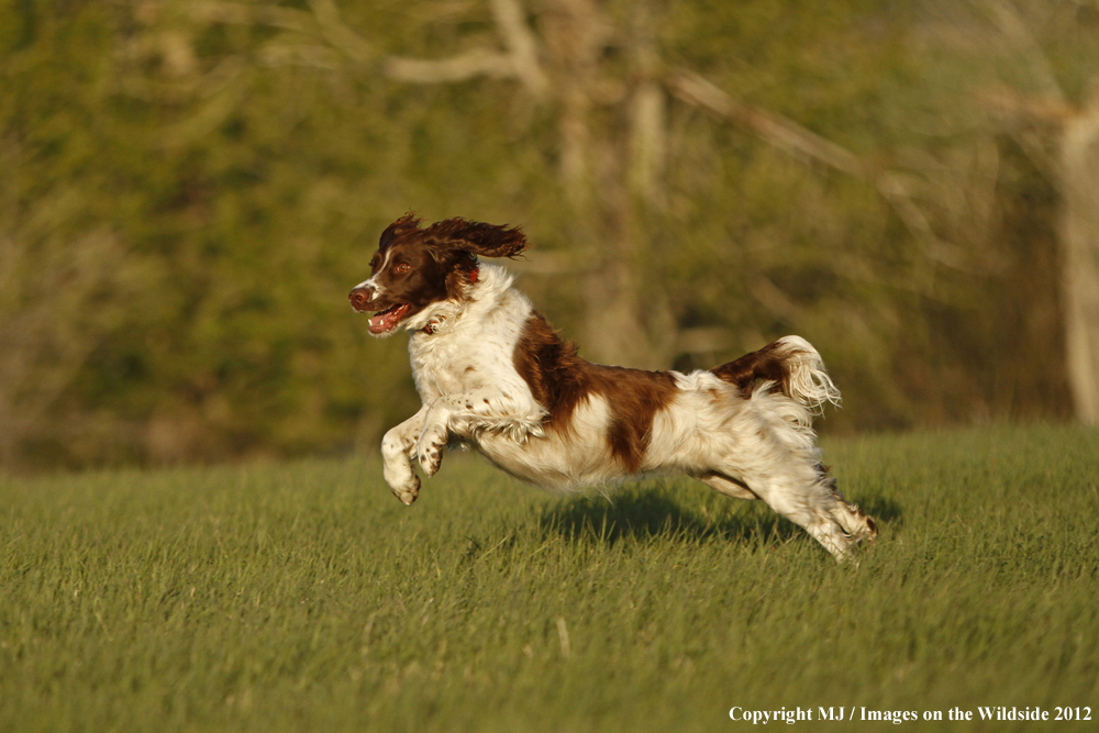 Springer Spaniel running.
