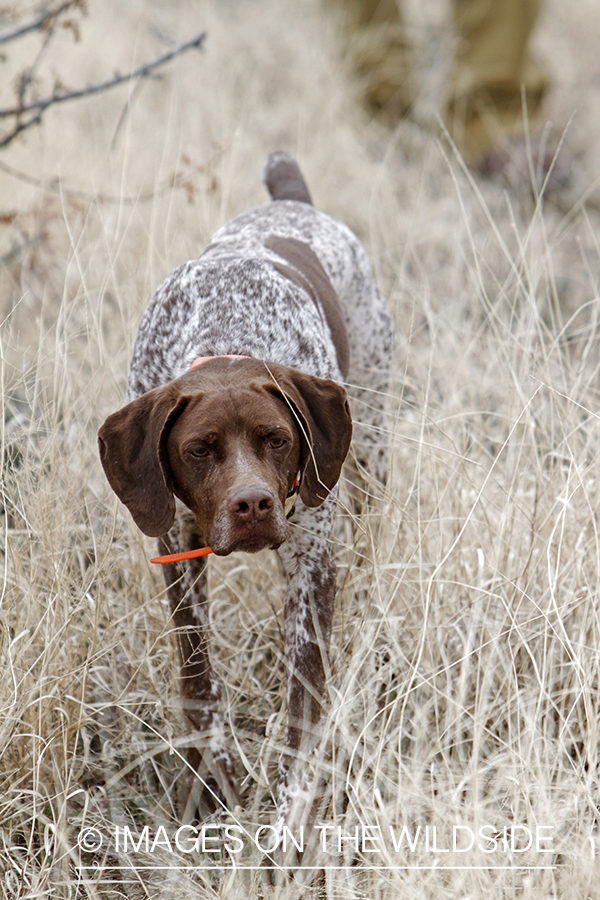 German shorthaired pointer in field.