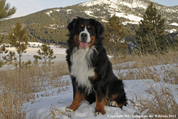Bernese Mountain Dog.