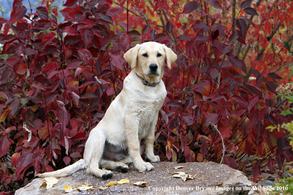 Yellow Labrador Retriever Puppy