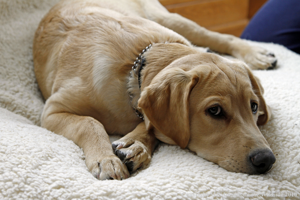 Yellow Labrador Retriver puppy.