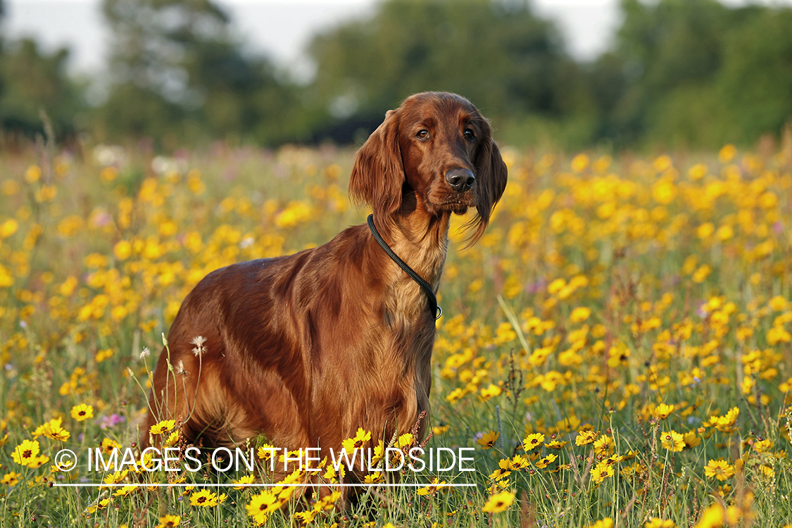 Irish Setter in field.