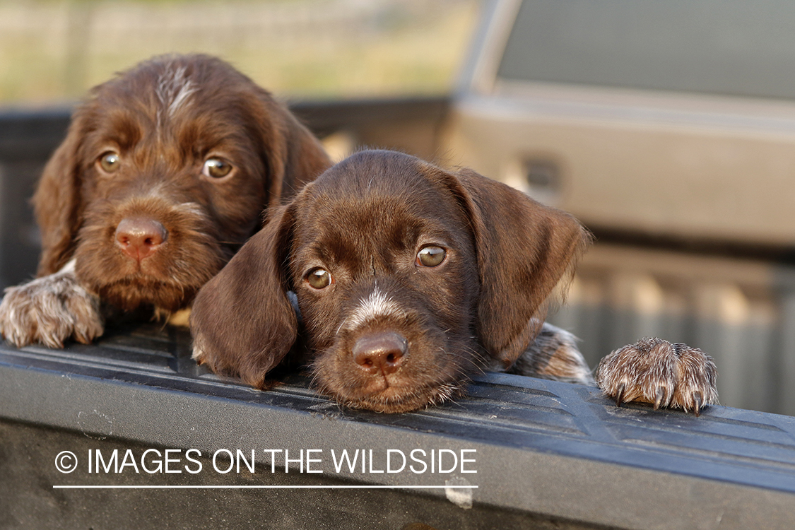 Wirehaired Pointing Griffon puppies in bed of pickup.