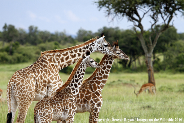 Masai Giraffe (adult with young)