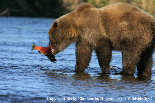 Brown bear in habitat. 