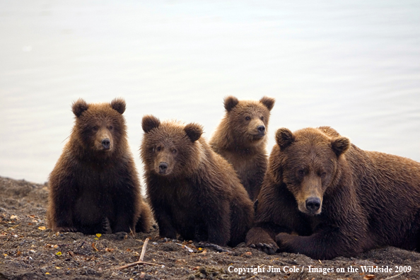 Brown Bear sow with cubs in habitat in habitat