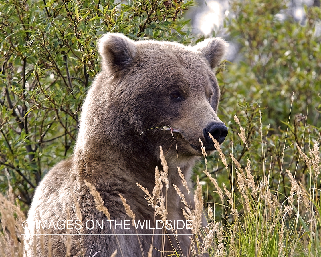 Brown Bear in habitat.