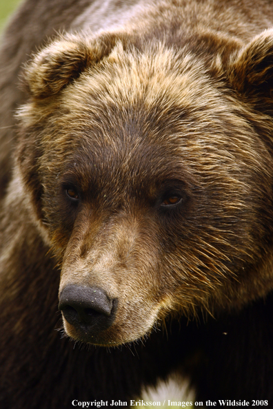 Grizzly bear in habitat