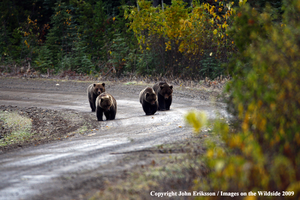 Brown/Grizzly Bear in habitat