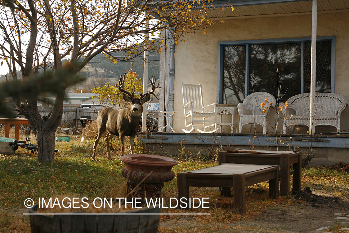 Mule deer in urban setting