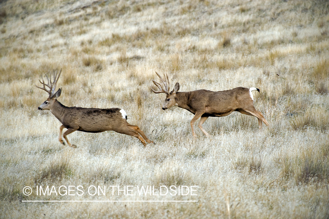Mule Bucks in Field 