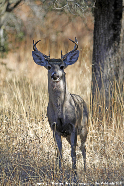 Coues white-tailed buck in field in Arizona. 