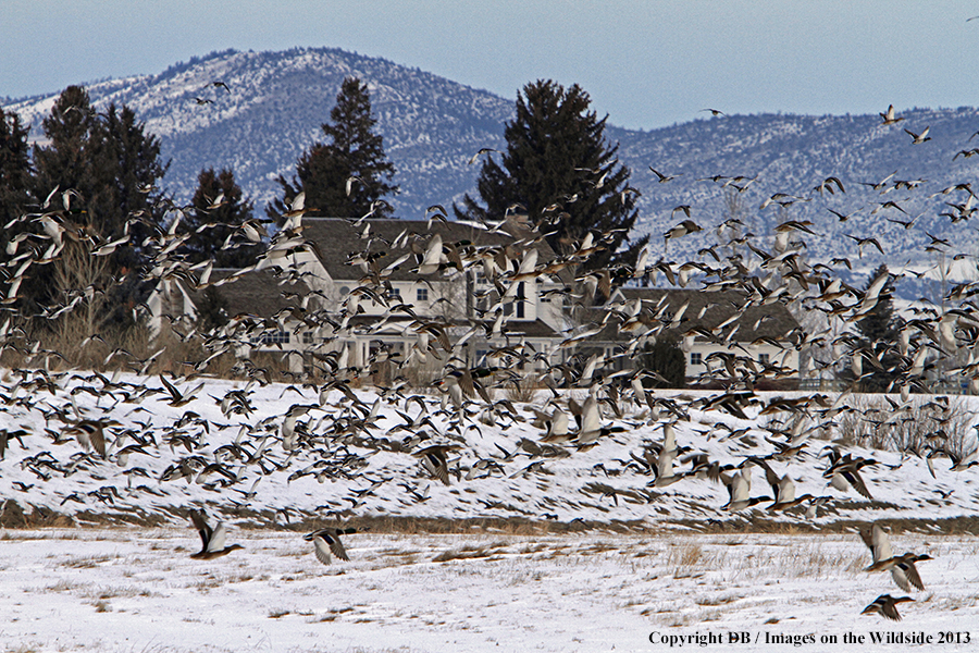 Mallards taking flight.