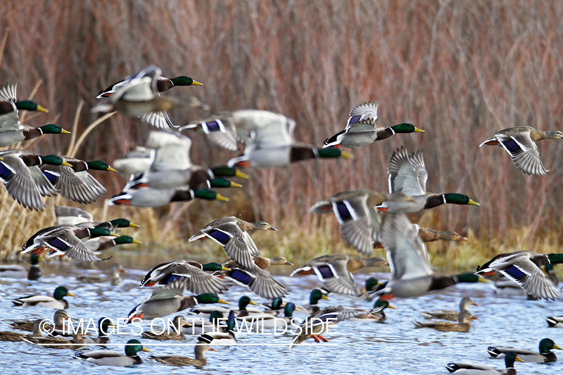 Flock of Mallards in flight.