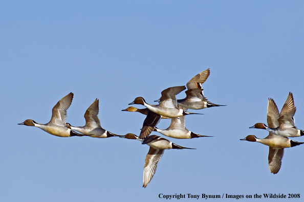 Pintails in habitat