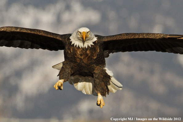 Bald eagle in flight.  