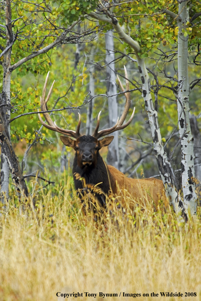 Rocky Mountain Elk in habitat