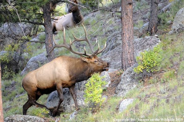 Rocky Mountain Bull Elk