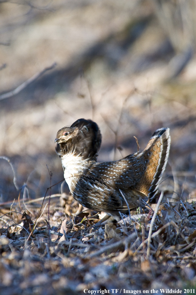 Ruffed Grouse in habitat. 